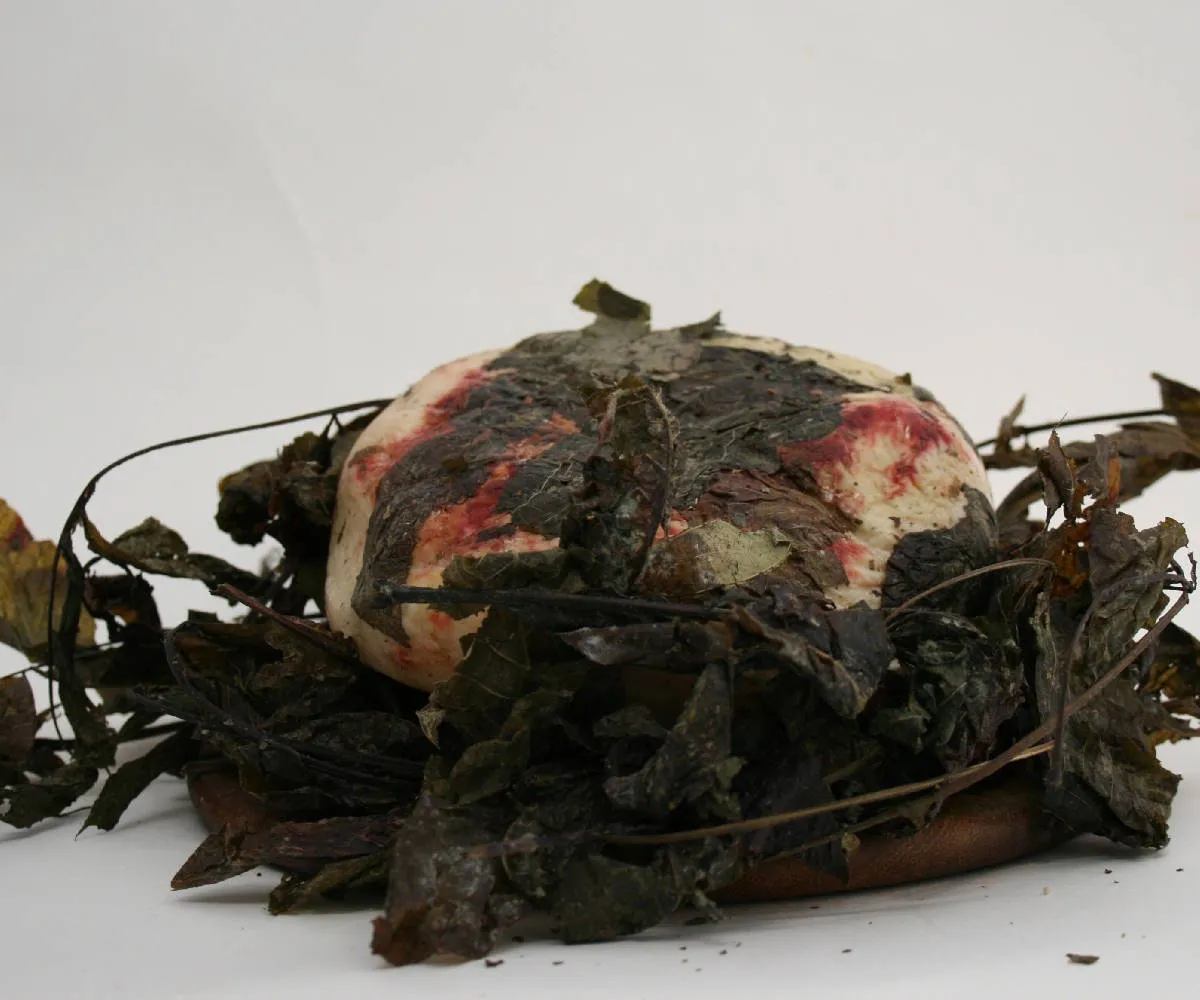 Pecorino Stagionato nelle Foglie di Noce